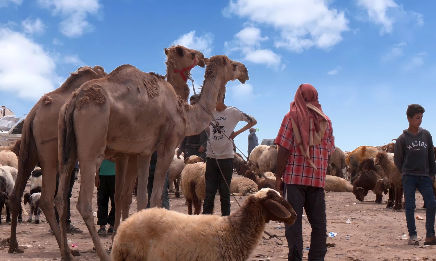 بازار الأغنام في مدينة رأس العين بريف الحسكة - 6 نيسان 2025 ()