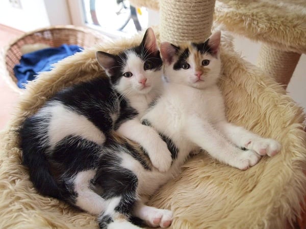 “قطة أليفة” في المنزل قد تكون سببا للإصابة بالفصام