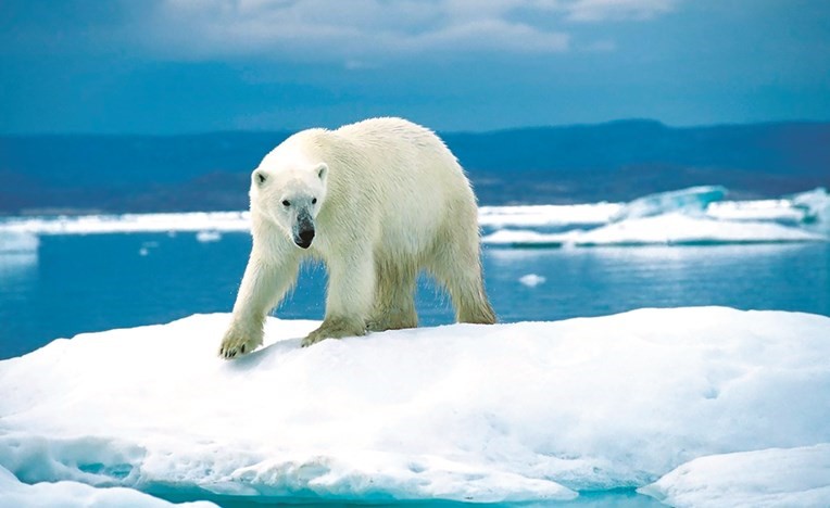 باحثون يطورون أليافاً حرارية تحاكي فراء الدب القطبي