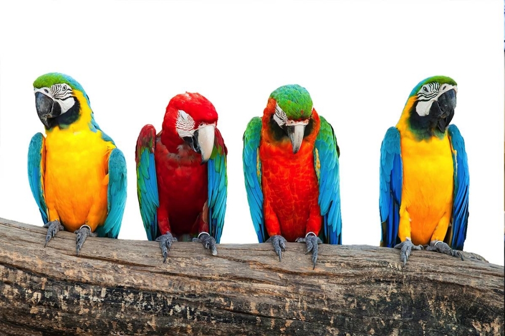 «حمى الببغاء» تنتشر في السويد.. ومخاوف من تمددها!