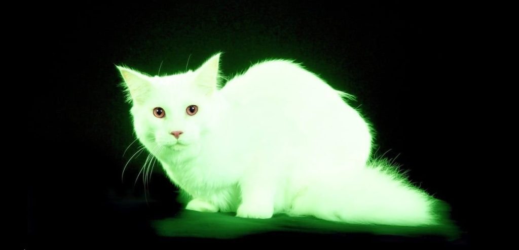 قطط مشعة تثير الرعب في بريطانيا