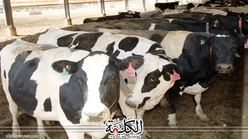 الزراعه توافق على إستيراد 154 الف رأس عجول لتلبية إحتياجات شهر رمضان | اقتصاد وتكنولوجيا | بوابة الكلمة