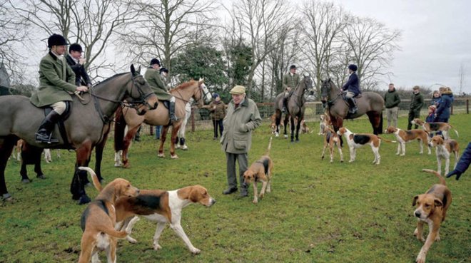 صراع وسط غابات إنجلترا حول صيد الثعالب!