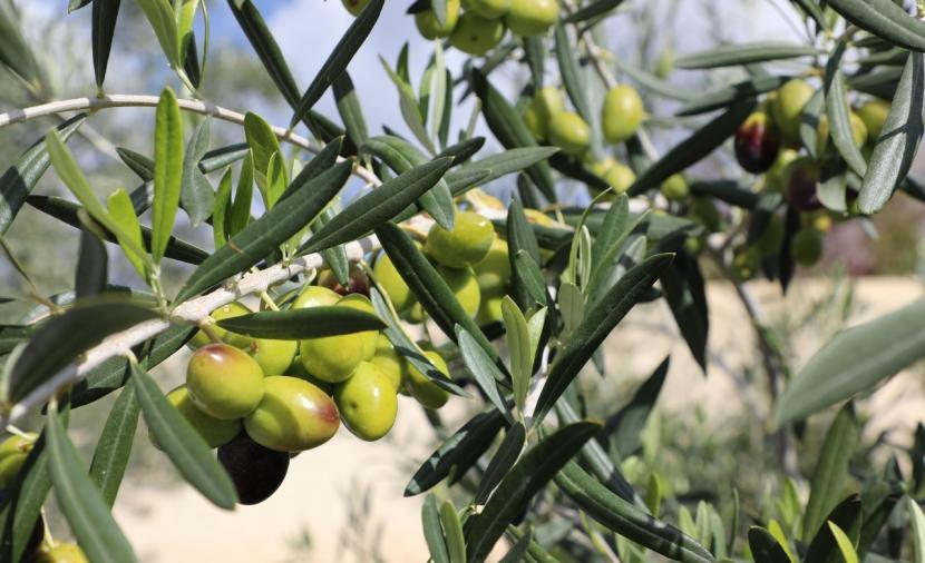 200 ألف ريال مبيعات زيت زيتون الجبل الأخضر.. و20 ألف شجرة مزروعة في 100 فدان