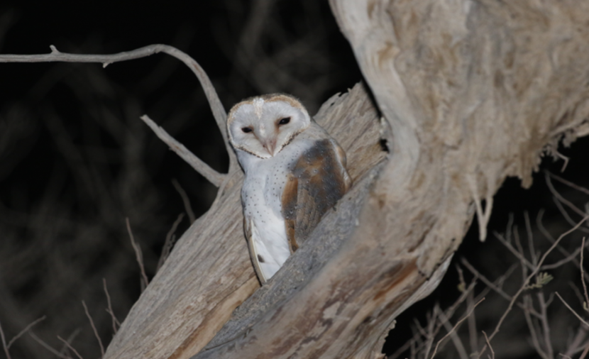 بالصور.. رصد 5 أنواع من “البوم” المُهدد بالانقراض في البريمي
