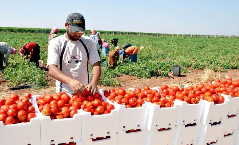 تجار الخضروات في الأردن يصدرون منتجاتهم إلى إسرائيل.. وهذا رد وزير الزراعة