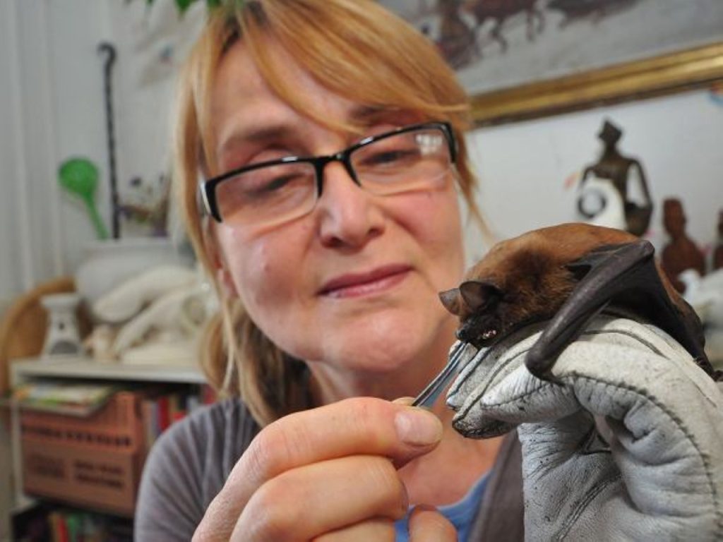 «الأم الوطواط» تعتني بمئات الخفافيش داخل شقتها