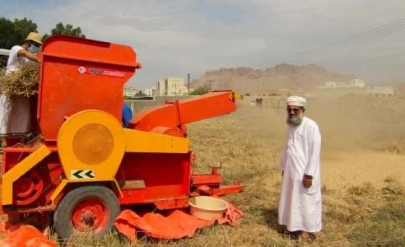 إنتاج وفير من محصول القمح في الداخلية