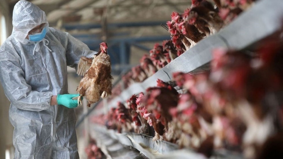 رصد إنفلونزا الطيور في مزرعة جديدة بأستراليا