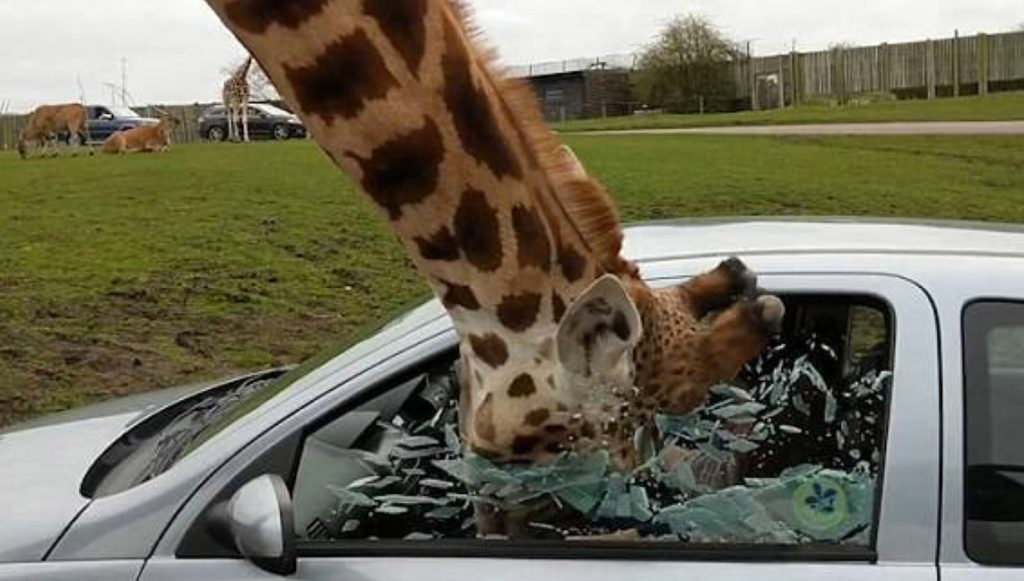 حادثة مروعة.. زرافة تنتشل طفلة من داخل سيارة عائلتها!