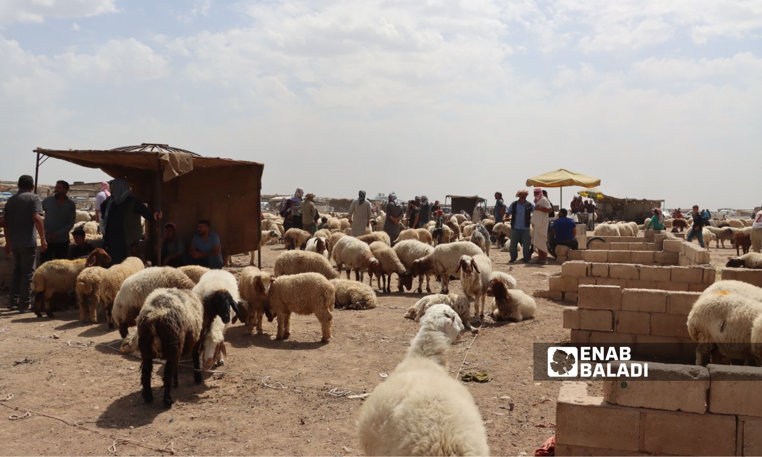 الإقبال ضعيف على شراء الأضاحي في سوق الغنم في الحسكة - 8 من حزيران 2024 (/ ريتا أحمد)