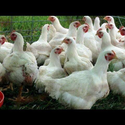 الوراك بـ 77 جنيه .. أسعار الدواجن والبيض اليوم الثلاثاء 19 نوفمبر 2024