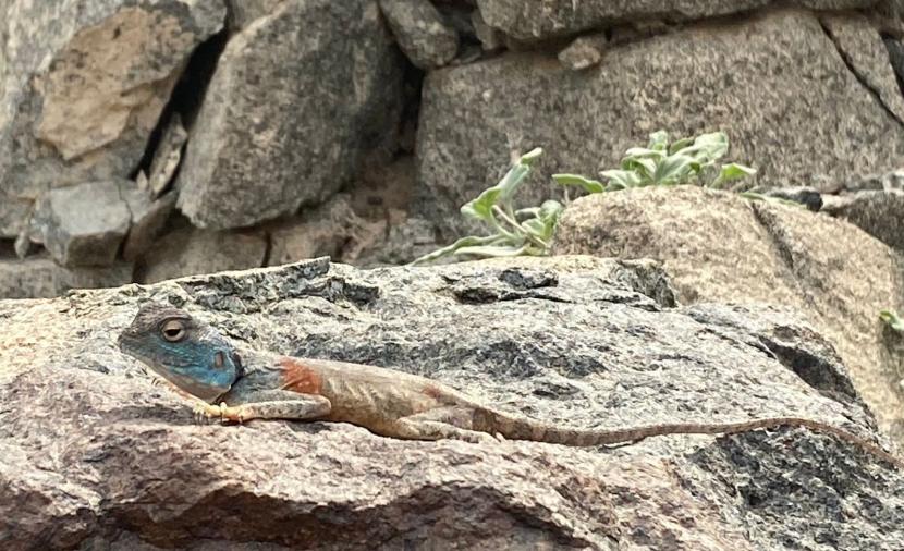 بالصور.. رصد 7 أنواع من الزواحف البرية في شمال الشرقية