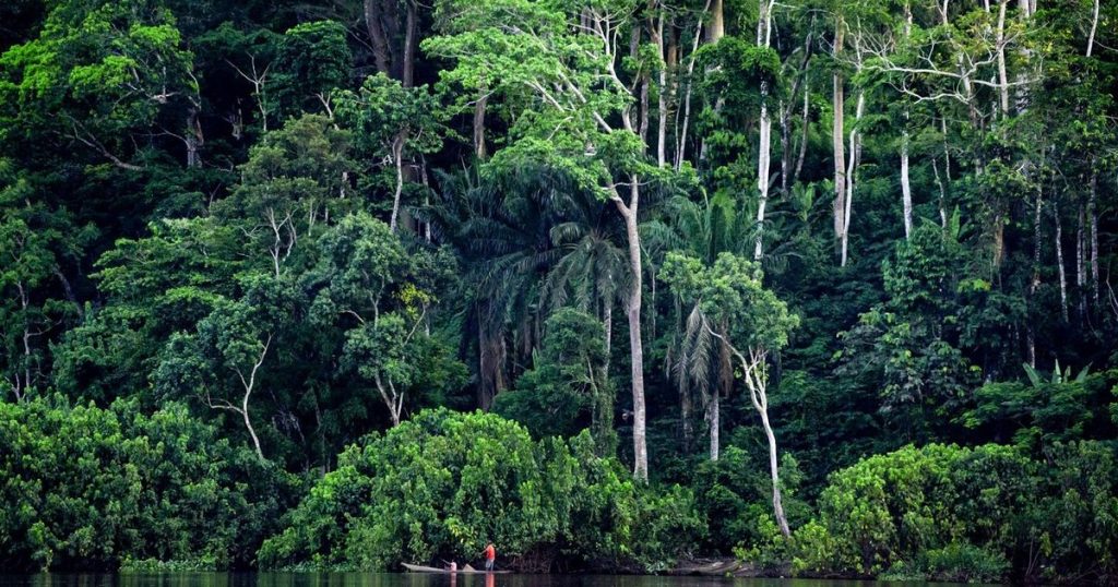 اكتشاف أقدم دليل على وجود البشر في الغابات المطيرة