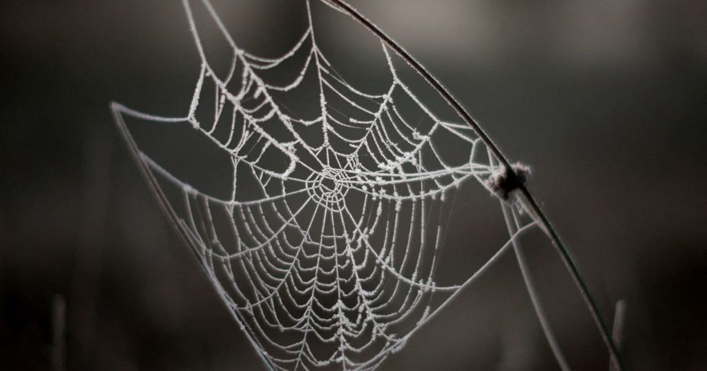 دراسة تكشف سر قوة ومرونة خيوط العنكبوت