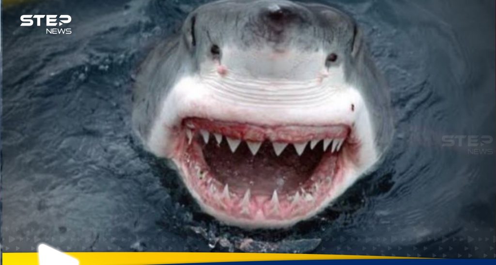 أسماك القرش تهاجم إسرائيليين على شواطئ الخضيرة.. واختفاء رجل