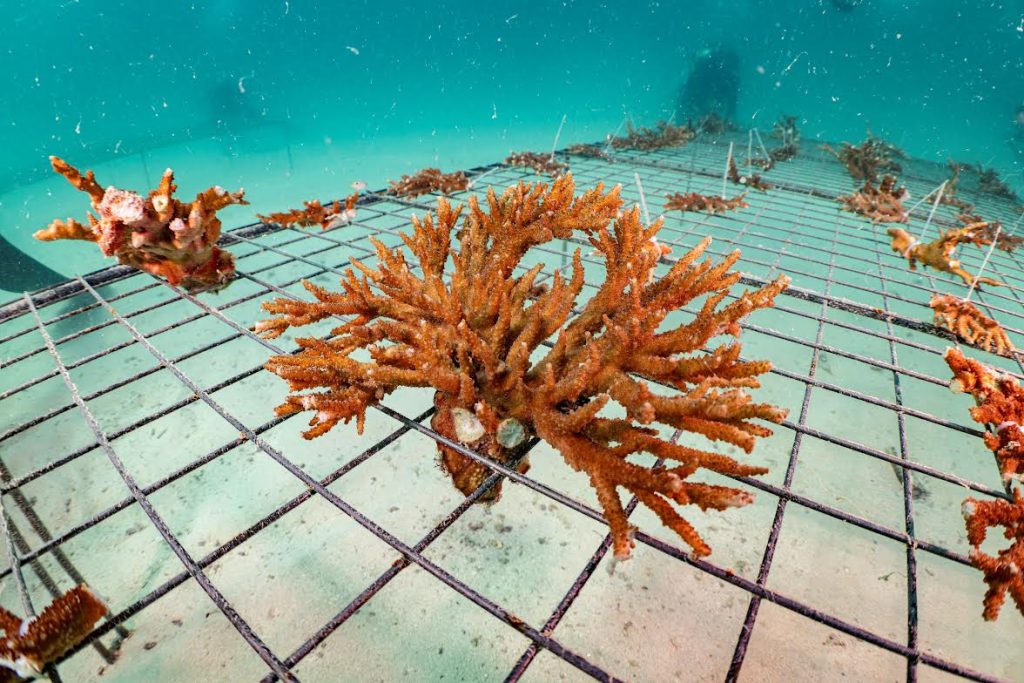 استزراع أكثر من 4 ملايين قطعة مرجانية في مياه أبوظبي