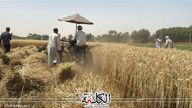 الزراعة: نستهدف الوصول لـ 10 مليون طن قمح هذا العام | اقتصاد | بوابة الكلمة