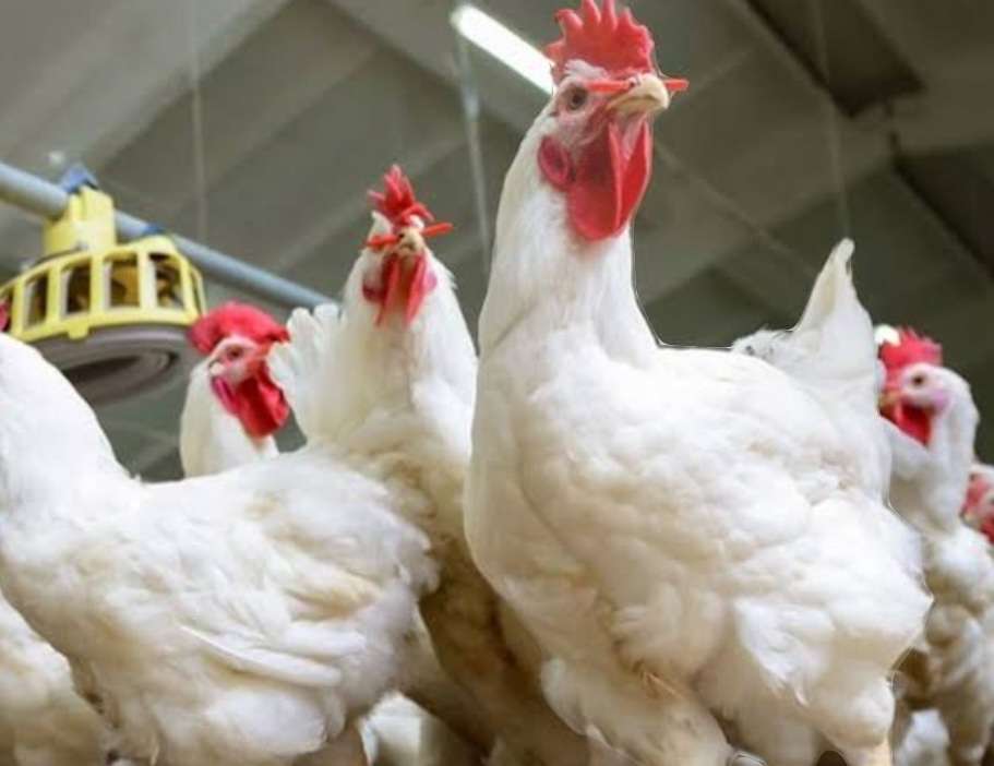 ارتفاع أسعار الدواجن اليوم.. تفاصيل