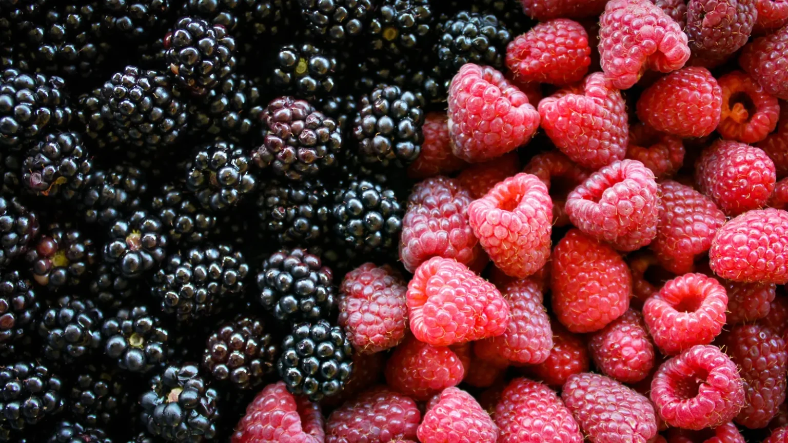 توت العليق أم الأسود.. أيهما الأفضل لصحتك؟