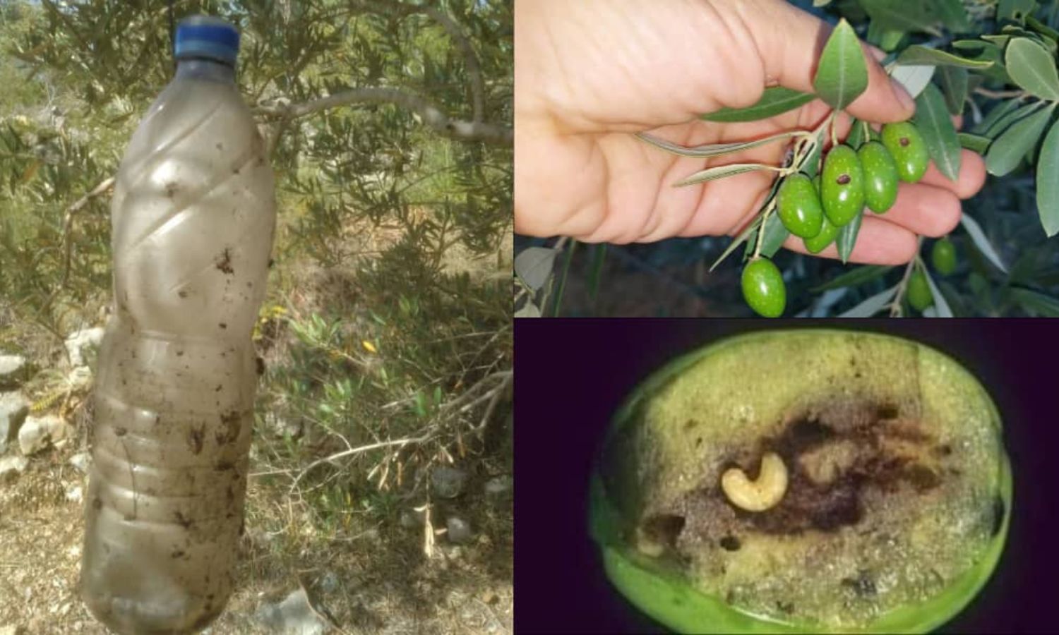 آثار ذبابة ثمار الزيتون (المهندسة ربا المعلم)