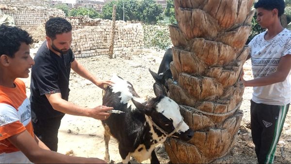انطلاق قافلة بيطرية لجامعة المنيا لقرية الرحمانية بمركز ديرمواس