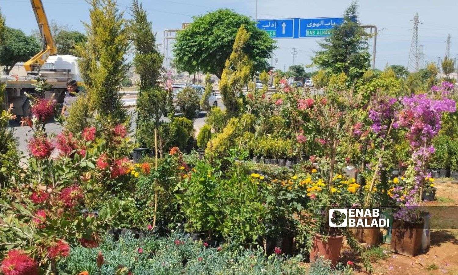 تنتشر العديد من المشاتل الزراعية على أطراف مدينة إدلب - 13 حزيران 2025 (/ سماح علوش)
