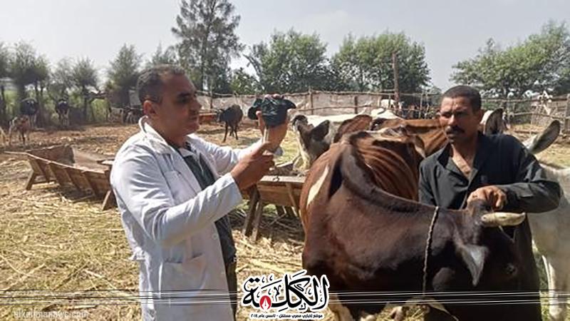 ”الزراعة” تطلق الحملة القومية لتحصين الماشية ضد الحمى القلاعية والوادي المتصدع لحماية الثروة الحيوانية | أخبار وتقارير | بوابة الكلمة