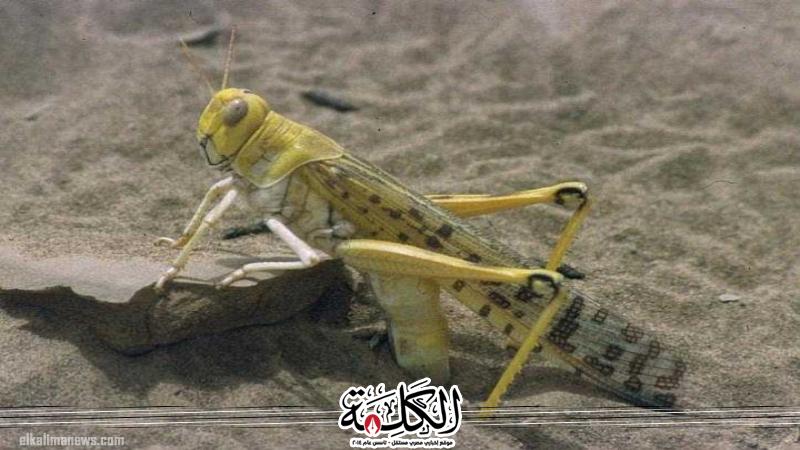 مصر تعزز التعاون الإقليمي في مكافحة الجراد الصحراوي للحد من مخاطر انتشاره  ومتابعة الوضع في دول التكاثر | أخبار وتقارير | بوابة الكلمة
