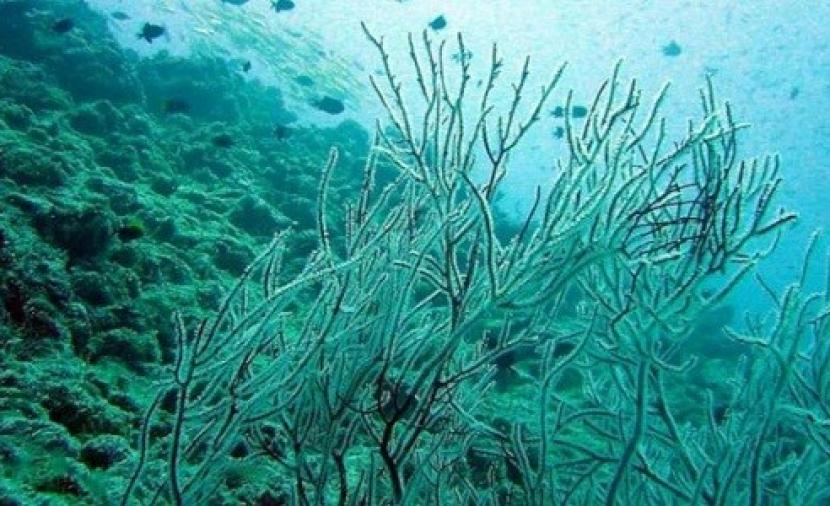 مسح كميات وأنواع الأعشاب البحرية في سواحل ظفار