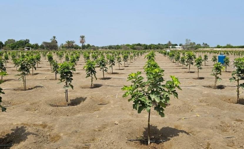 تنفيذ مشروع لزراعة محصول التين في صحار
