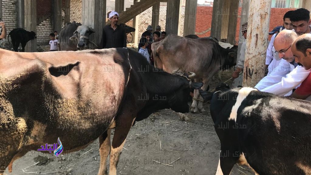 بيطري الغربية: تحصين 270 ألف رأس ماشية ضد الحمى القلاعية والوادي المتصدع