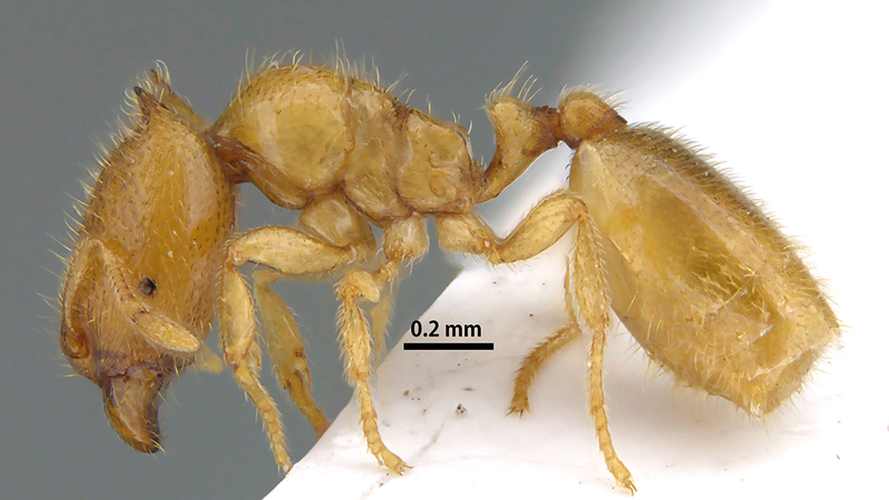 اكتشاف نوع جديد من النمل في وادي شيص