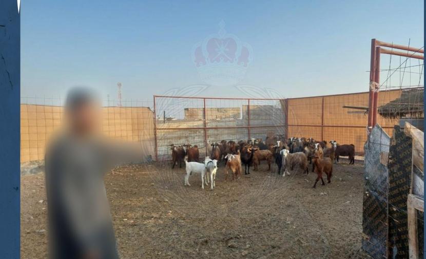 سقوط عصابة سرقة المواشي في شمال الباطنة