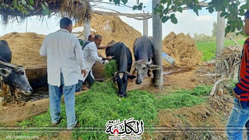”الزراعة” تواصل جهود دعم مربي الثروة الحيوانية | أخبار وتقارير | بوابة الكلمة