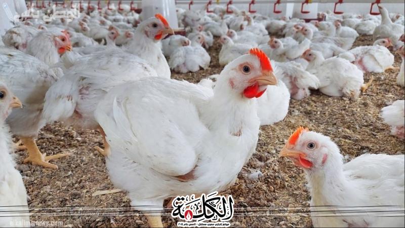 أسعار الدواجن والبيض في مصر اليوم الأحد | اقتصاد وتكنولوجيا | بوابة الكلمة
