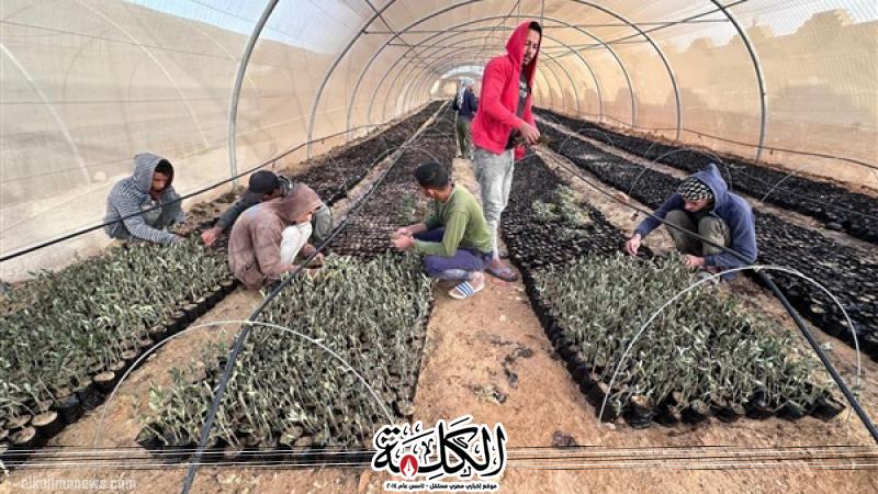 ”الزراعة” تحتفل باليوم العالمي لشجرة الزيتون | أخبار وتقارير | بوابة الكلمة