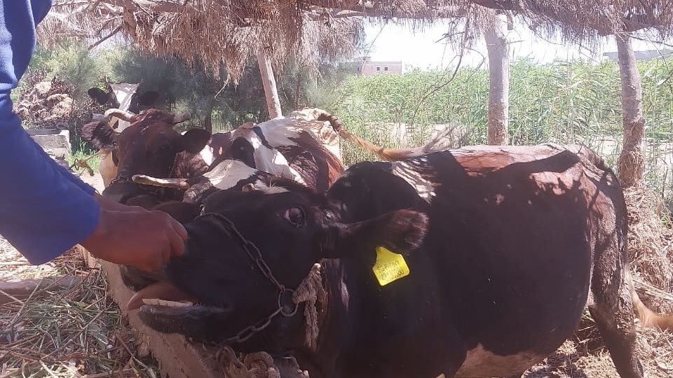 الزراعة تكشف حقيقة فيديو حالات نفوق الماشية المتداول