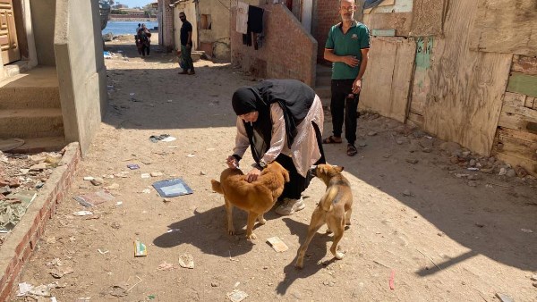 إصابة 8 أشخاص بسبب عقر كلاب ضالة بمحيط دار الأيتام بالمحلة