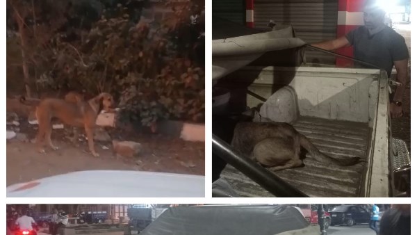 اطلاق حملة جديدة للتعقيم وتحصين الكلاب ضد مرض السعار بالبحيرة