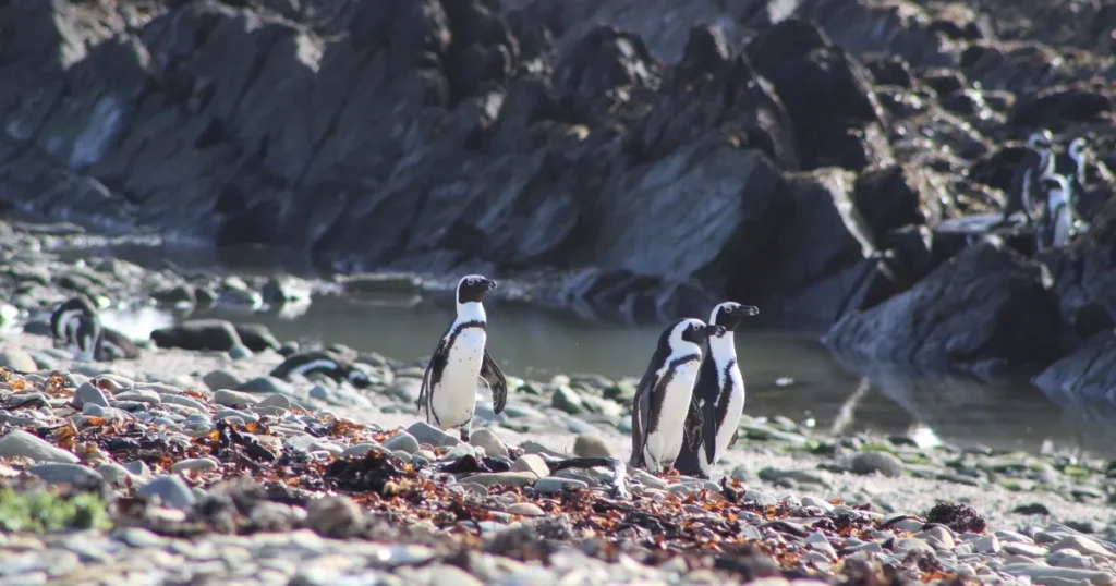 دراسة: الصيد التجاري يحرم البطريق الإفريقي من الغذاء الأساسي