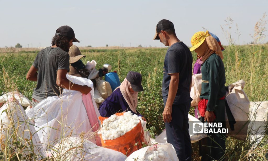 مزارعو القطن يشتكون استغلال التجار شمالي سوريا