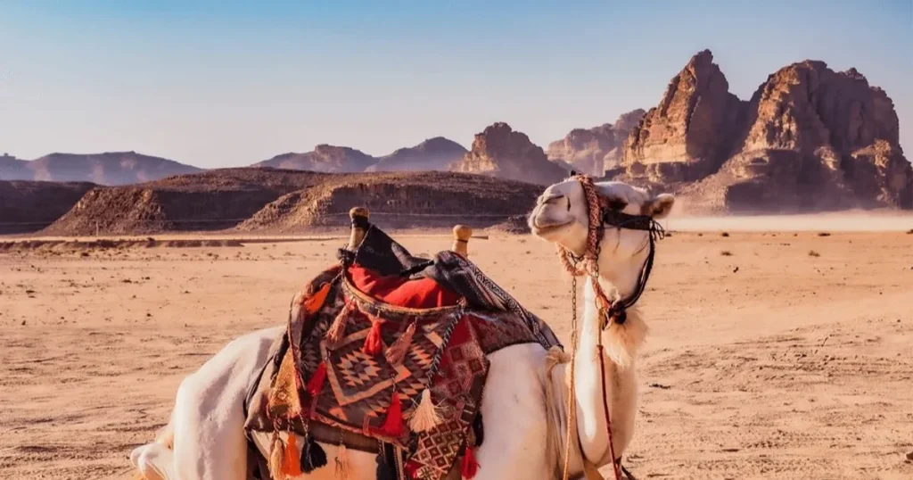 السعودية.. الذكاء الاصطناعي يساهم في رعاية وتربية الإبل