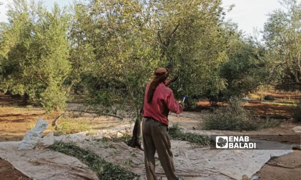 موسم الزيتون يخيب آمال الفلاحين بدرعا