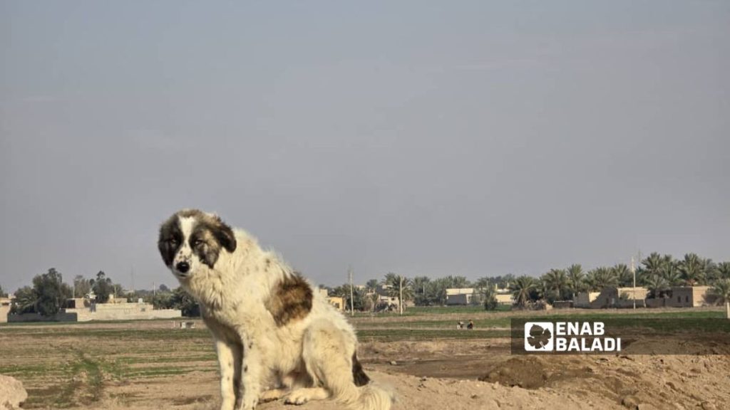 الكلاب الشاردة تفرض “حظر تجوّل” في دير الزور