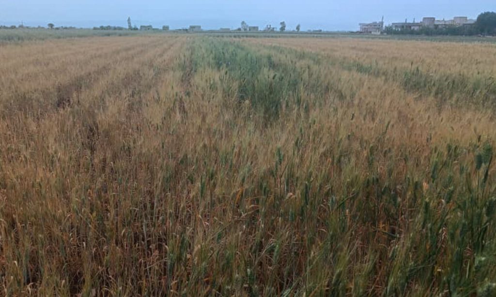 مزارعو القمح بريف حمص الشمالي يتطلعون لموسم مختلف