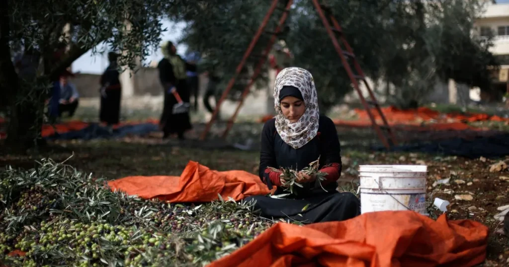 تراجع إنتاج زيت الزيتون في الأردن يرفع الأسعار