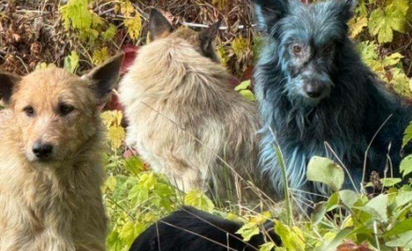 الكلاب الزرقاء في تشيرنوبل.. لغز جديد بـ”الأرض النووية”