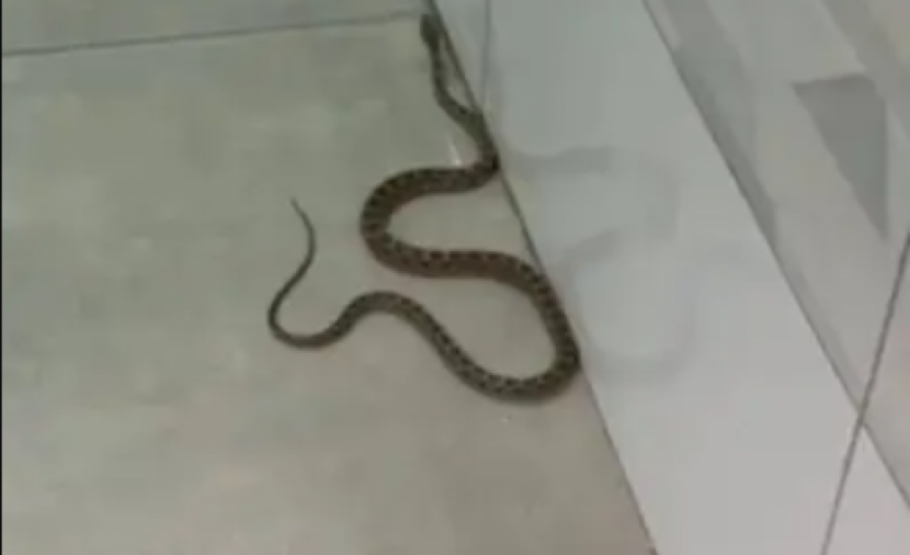 انتشار الثعابين في طبريا يحوّل يوم الإسرائيليين إلى “فيلم رعب”