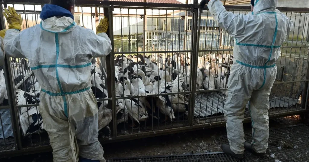 إيرلندا.. تفشي إنفلونزا الطيور يدفع السلطات لحظر نقلها